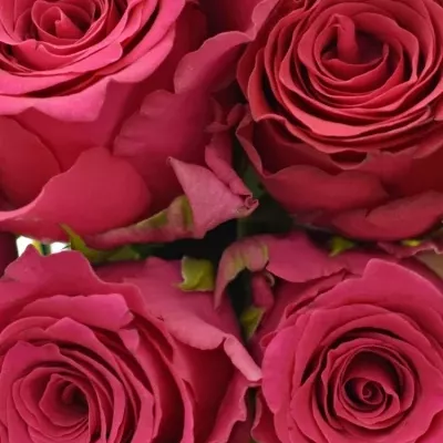 Kytice 9 růžových růží Pink Rhodos 50cm