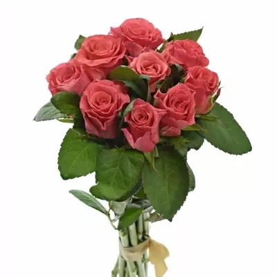 Kytice 9 růžových růží PINK TACAZZI