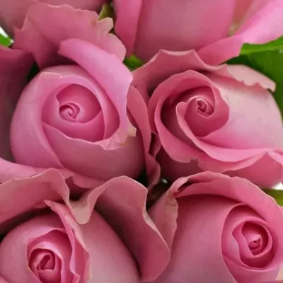 Kytice 9 růžových růží REVIVAL 60cm