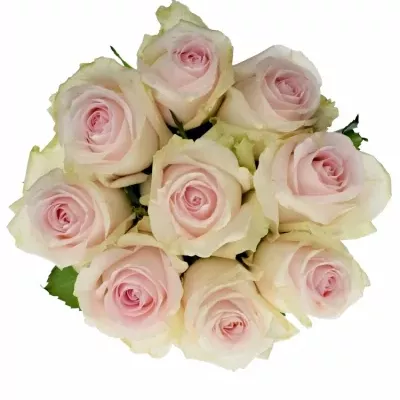Kytice 9 růžových růží REVIVAL SWEET 60cm