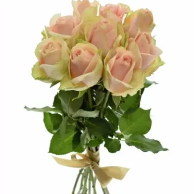 Kytice 9 růžových růží ROYAL PINK 40cm