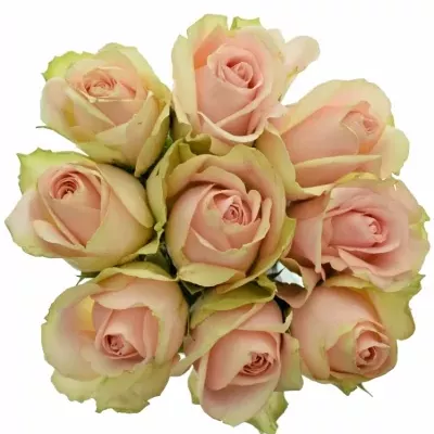Kytice 9 růžových růží ROYAL PINK 40cm