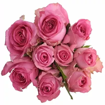 Kytice 9 růžových růží SHANGHAI LADY 80cm 