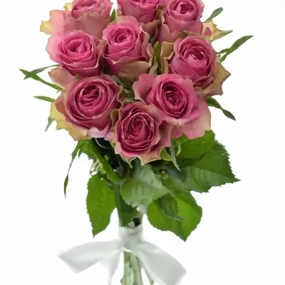 Kytice 9 růžových růží SHIARY 50cm 