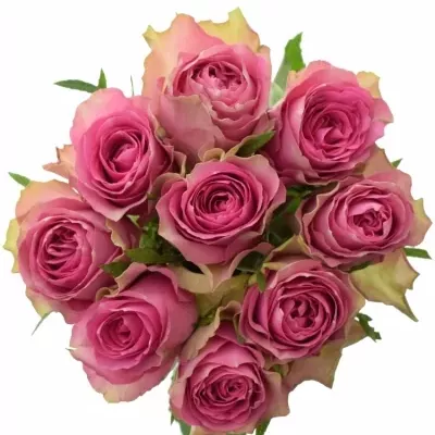 Kytice 9 růžových růží SHIARY 35cm