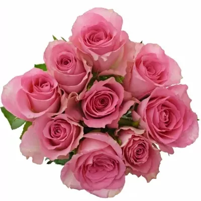Kytice 9 růžových růží SMOOTHIE 40cm