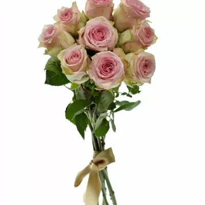 Kytice 9 růžových růží SUDOKU 50 cm