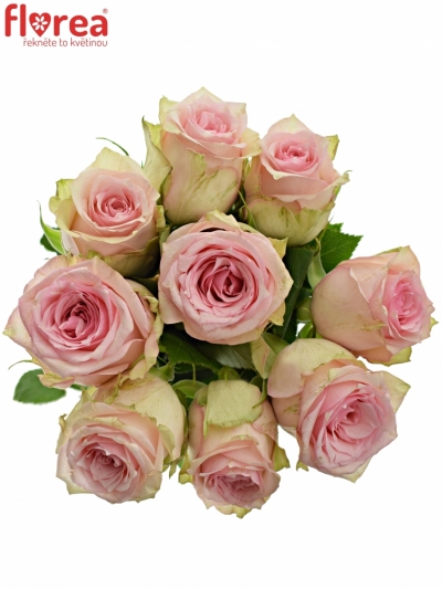 Kytice 9 růžových růží SUDOKU 50 cm