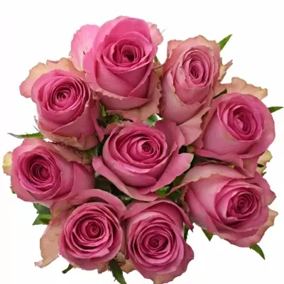 Kytice 9 růžových růží SUPREME+ 50cm