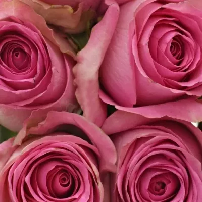Kytice 9 růžových růží SUPREME+ 50cm