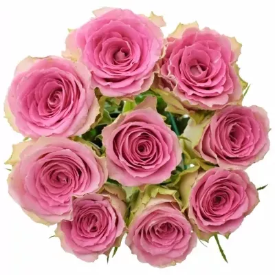 Kytice 9 růžových růží TIMES SQUARE 50cm