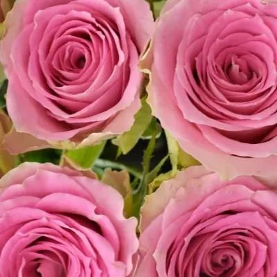 Kytice 9 růžových růží TIMES SQUARE