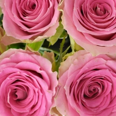 Kytice 9 růžových růží TIMES SQUARE