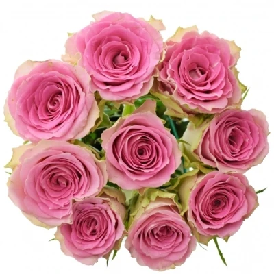 Kytice 9 růžových růží TIMES SQUARE