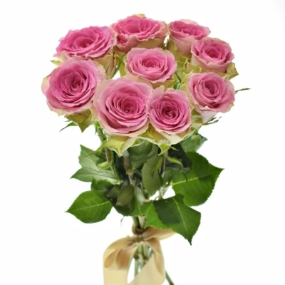 Kytice 9 růžových růží TIMES SQUARE