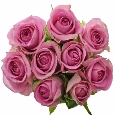 Kytice 9 růžových růží VIDEO 50cm