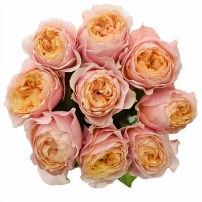 Kytice 9 růžových růží VUVUZELA 50cm