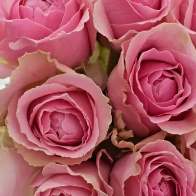 Kytice 9 růžových růží WHAM 40cm