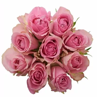 Kytice 9 růžových růží WHAM 60cm
