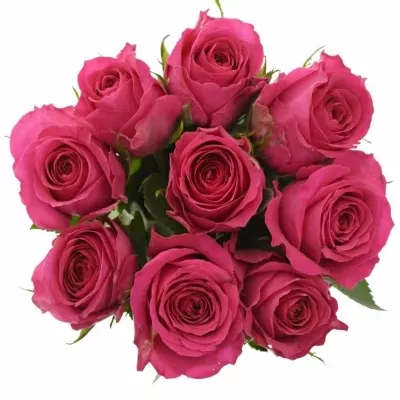 Kytice 9 růžových růží WINK 40 cm