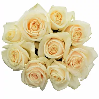 Kytice 9 smetanových růží VENDELA 35cm