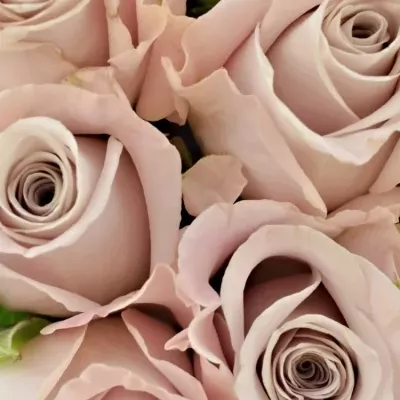 Kytice 9 starorůžových růží MENTA