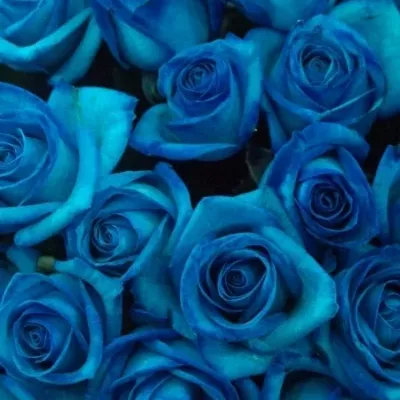 Kytice 9 světle modrých růží LIGHT BLUE VENDELA