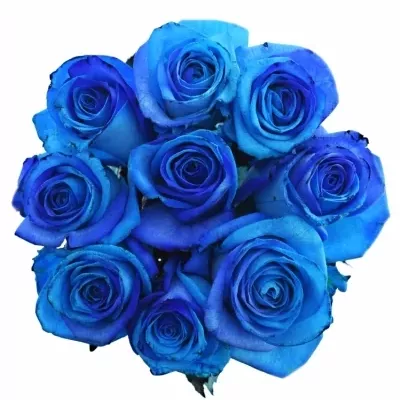 Kytice 9 tyrkysově modrých růží OCEAN BLUE VENDELA 90cm