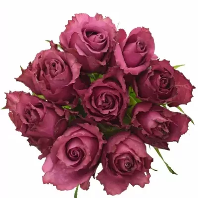 Kytice 9 vínových růží BLUEBERRY 45cm