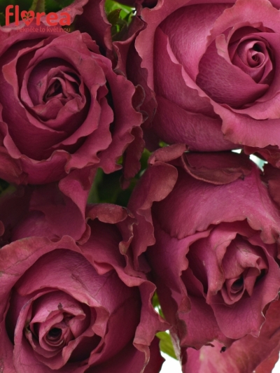 Kytice 9 vínových růží BLUEBERRY 40cm
