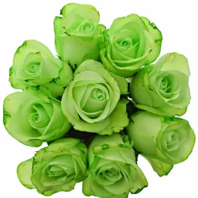 Kytica 9 zelených ruží GREEN snowstorm + 40cm