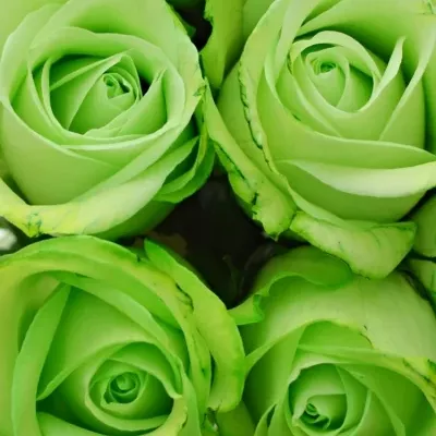 Kytica 9 zelených ruží GREEN snowstorm + 40cm