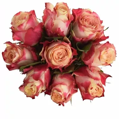 Kytice 9 žíhaných růží CHAPEAU 50cm