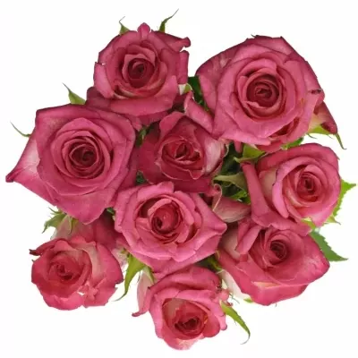 Kytice 9 žíhaných růží CLARION 40cm
