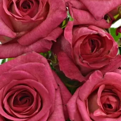 Kytice 9 žíhaných růží CLARION 40cm
