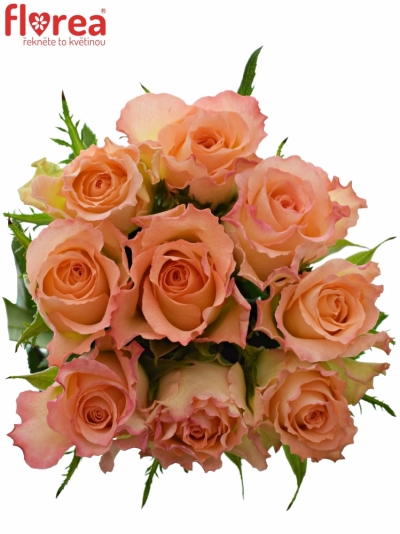 Kytice 9 žíhaných růží DUETT 50 cm
