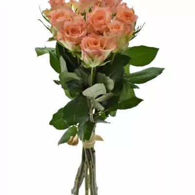 Kytice 9 žíhaných růží DUETT 50 cm