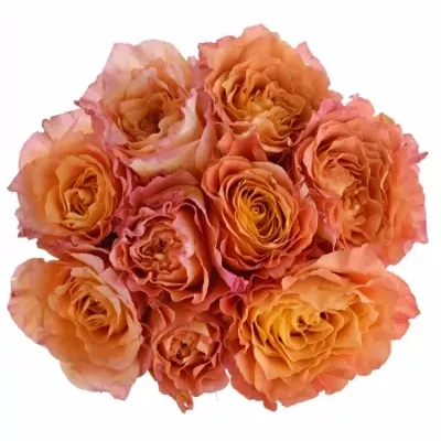 Kytice 9 žíhaných růží FREE SPIRIT 100 cm