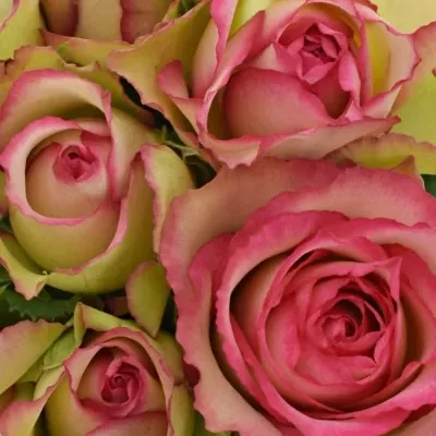 Kytice 9 žíhaných růží GLOW! 40cm