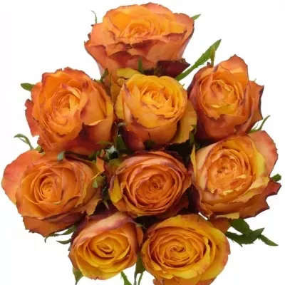 Kytice 9 žíhaných růží GRANADA 40cm