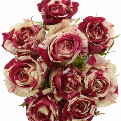 Kytice 9 žíhaných růží HARLEQUIN 50cm