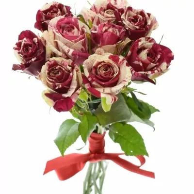 Kytice 9 žíhaných růží HARLEQUIN 50cm