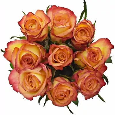 Kytice 9 žíhaných růží HIGH & MAGIC 40cm