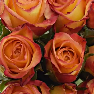 Kytice 9 žíhaných růží HIGH & MAGIC 40cm