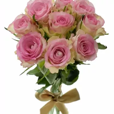 Kytice 9 žíhaných růží LOVELY JEWEL 40cm