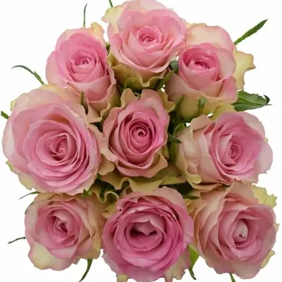 Kytice 9 žíhaných růží LOVELY JEWEL 50cm