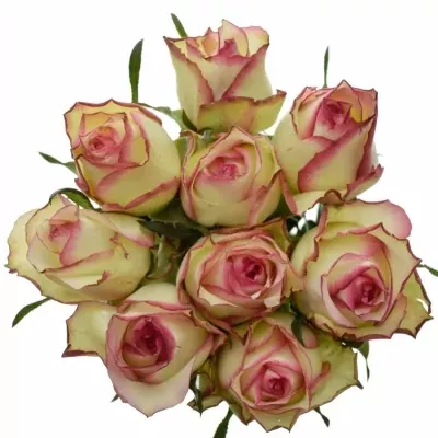 Kytice 9 žíhaných růží MONET 50cm