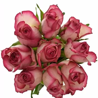 Kytice 9 žíhaných růží MYSTELLE 50cm