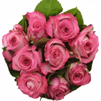 Kytice 9 žíhaných růží N-JOY 40cm