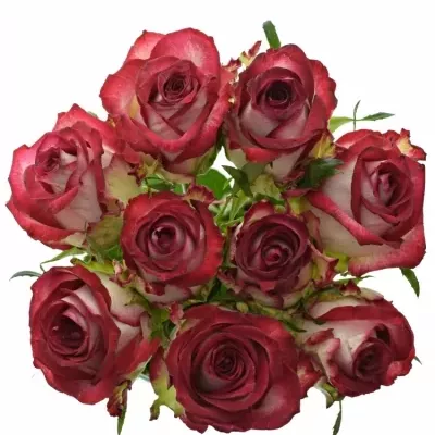 Kytice 9 žíhaných růží PARADISO 40cm